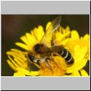 Dasypoda hirtipes - Hosenbiene x w09 - Sandgrube Heidesee OS-Bad Laer.jpg